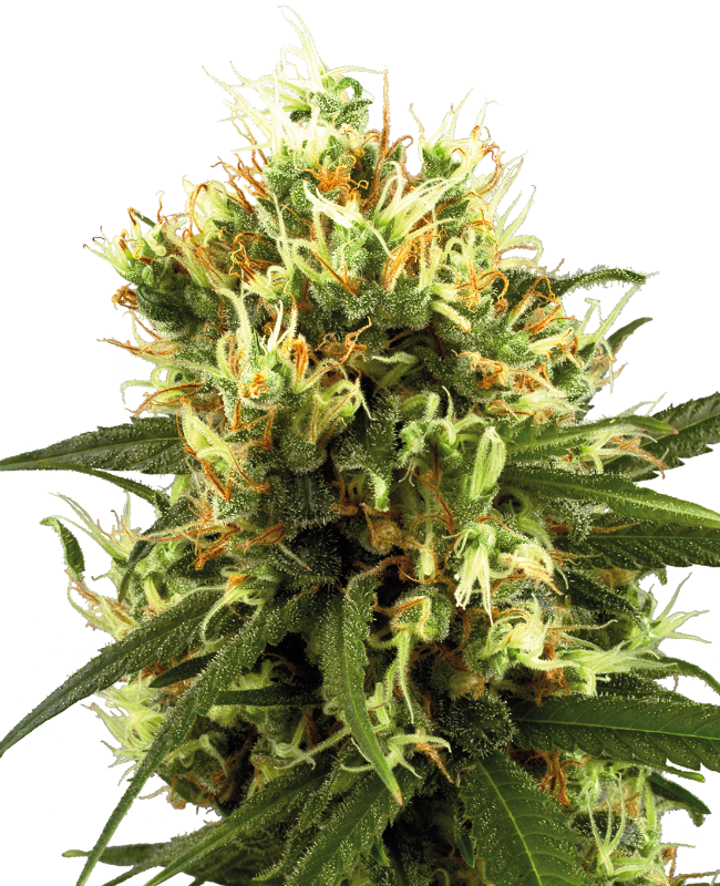 Sensi Seeds - White Haze Auto