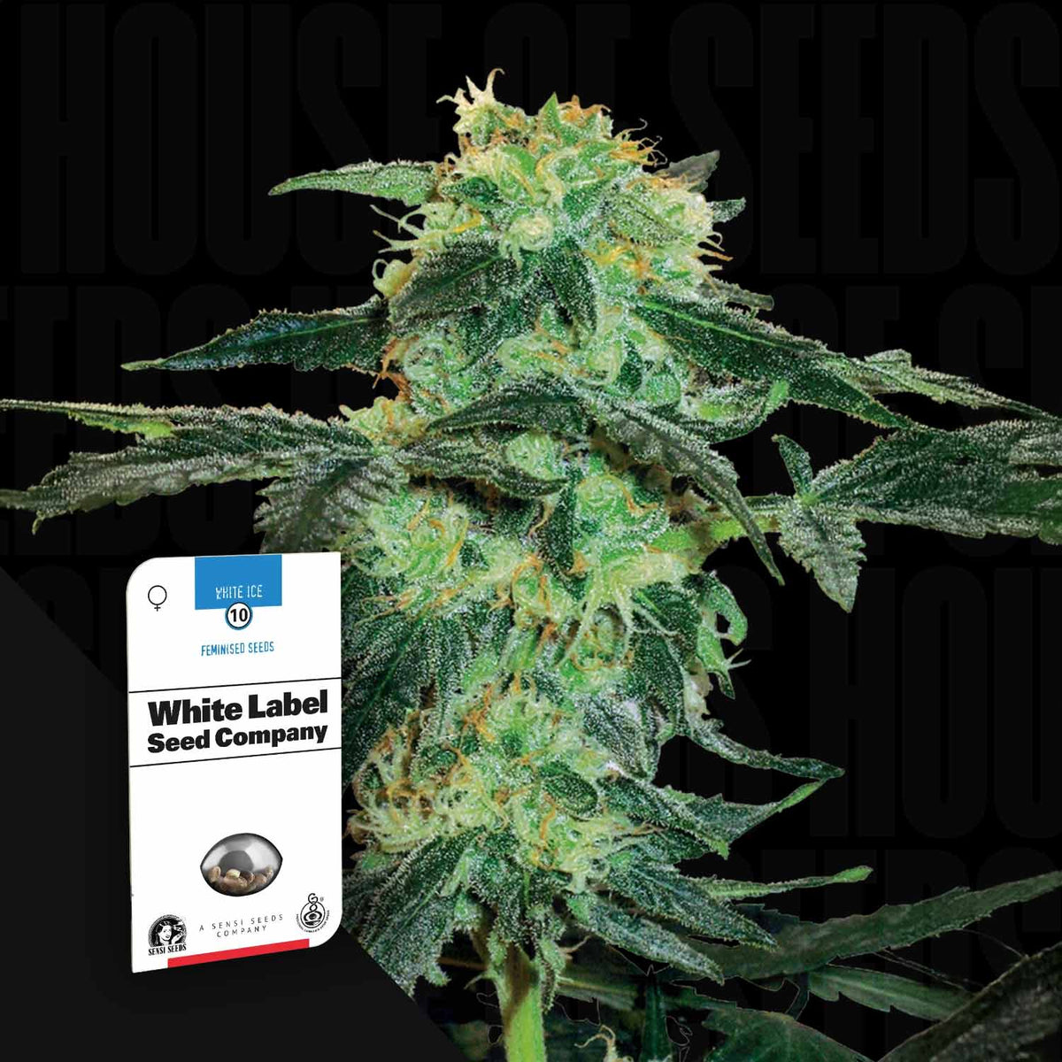 Sensi Seeds - White Ice