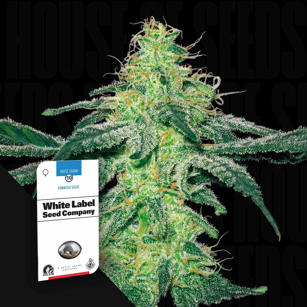 Sensi Seeds - White Skunk
