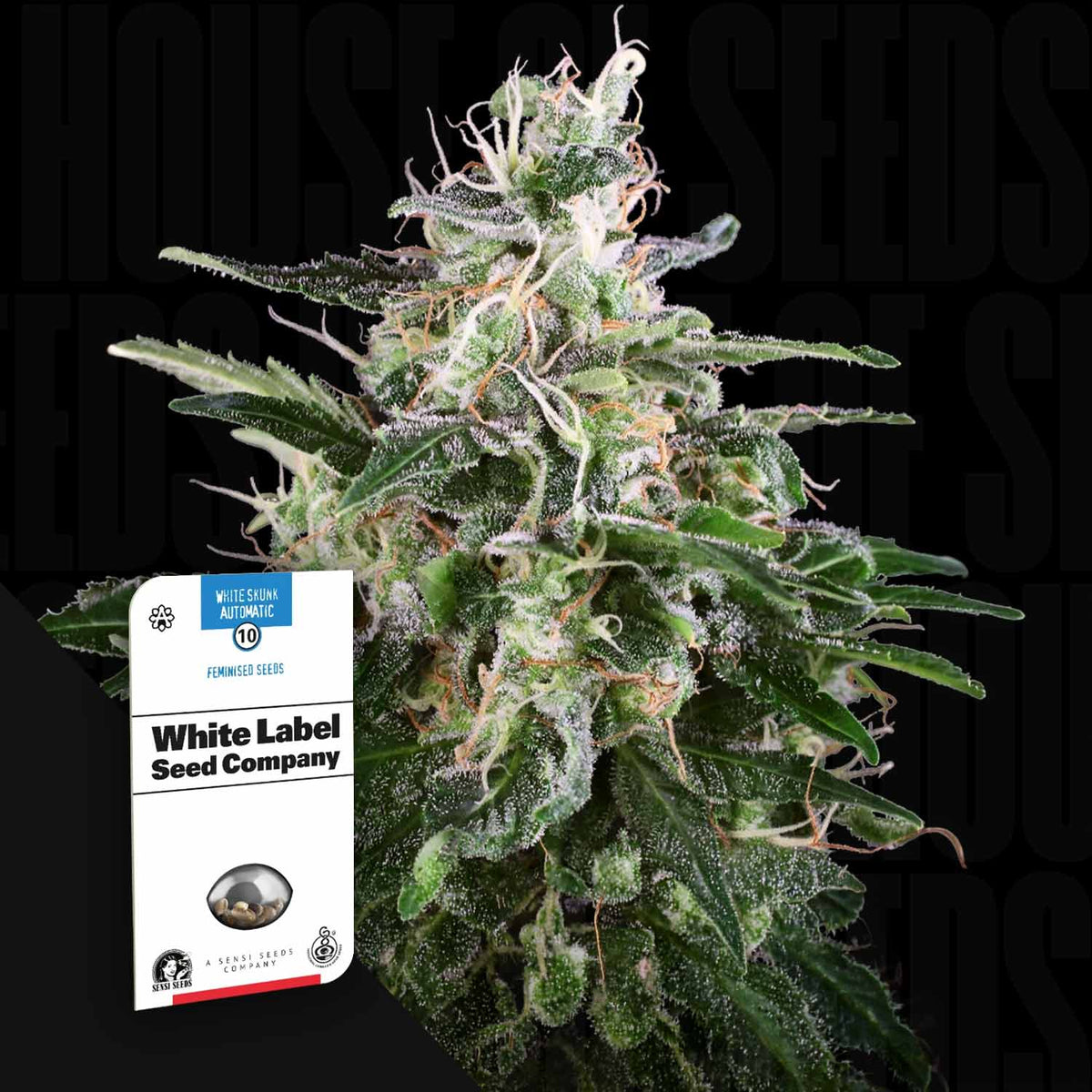 Sensi Seeds - White Skunk Auto