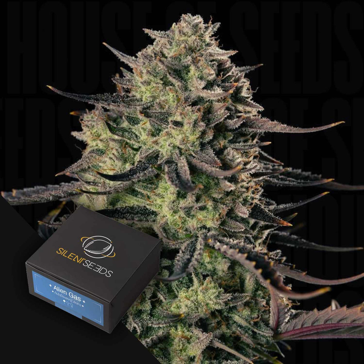 Silent Seeds - Alien Gas XXL AUTO
