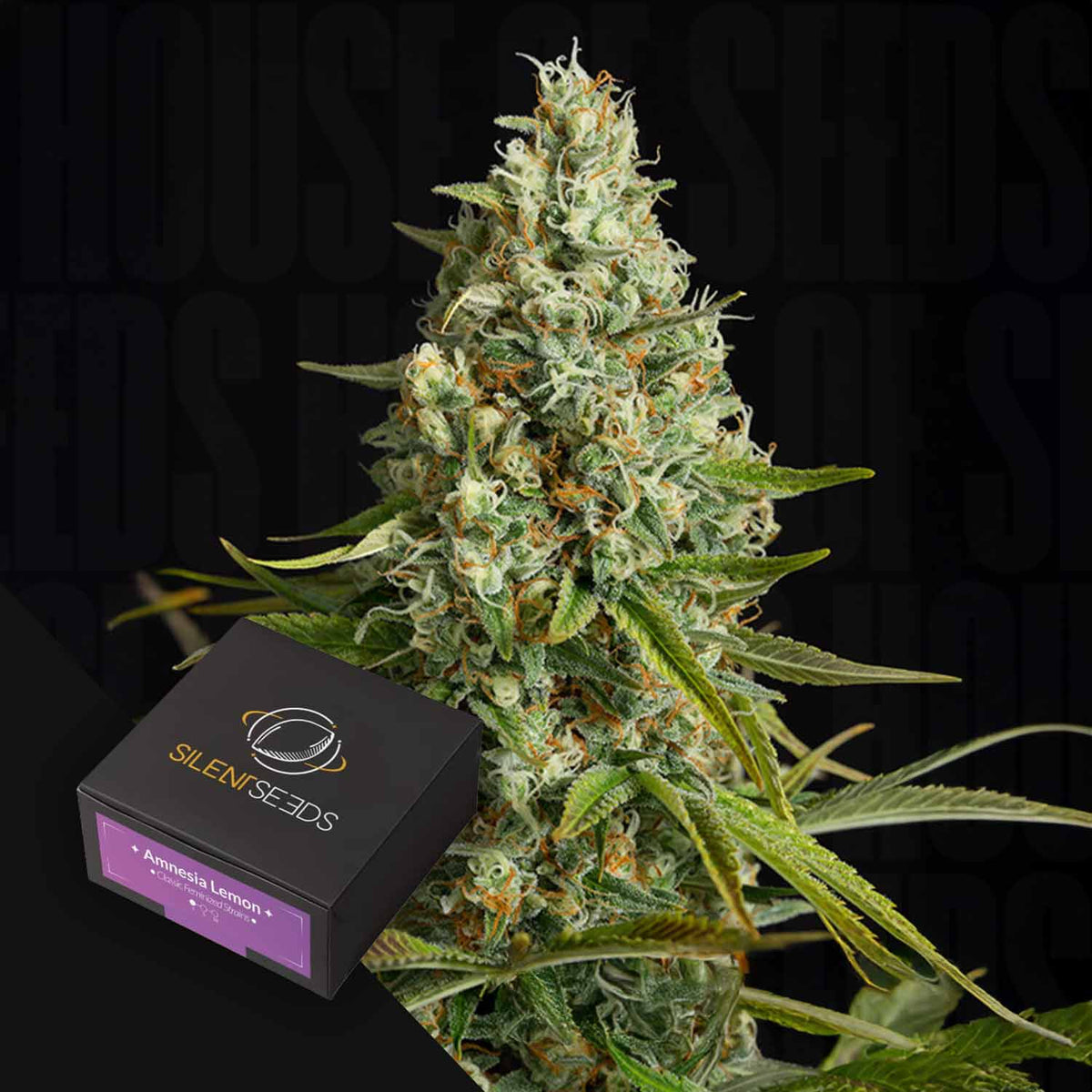 Silent Seeds - Amnesia Lemon