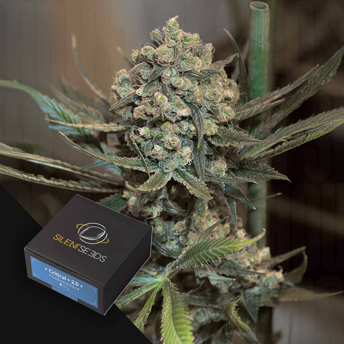 Silent Seeds - Critical + 2.0 AUTO