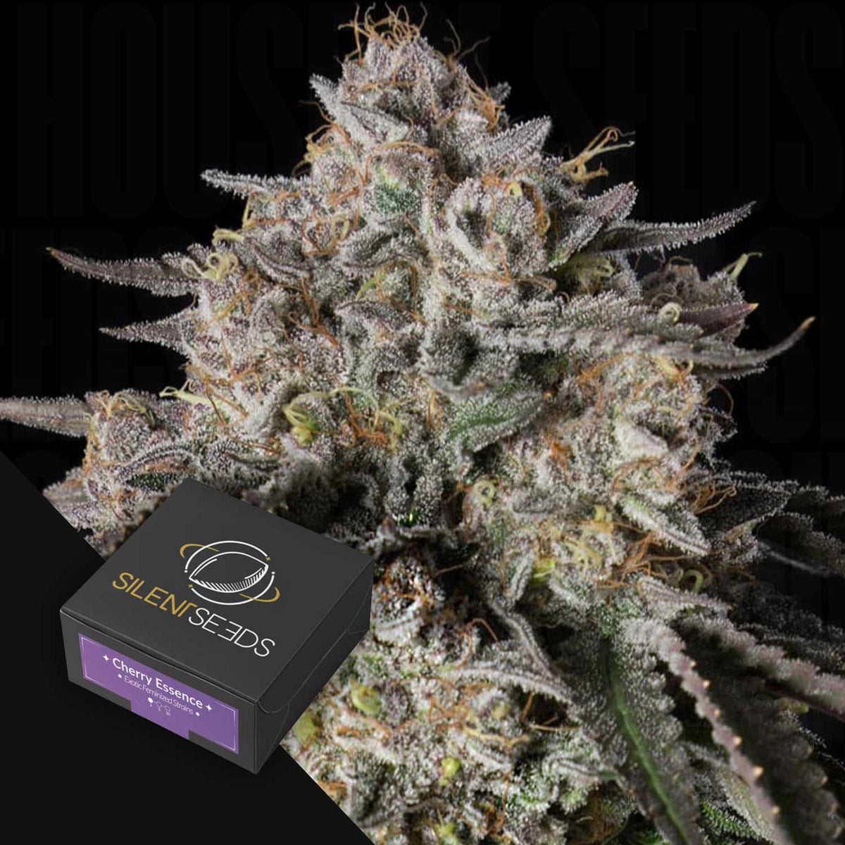 Silent Seeds - Cherry Essence