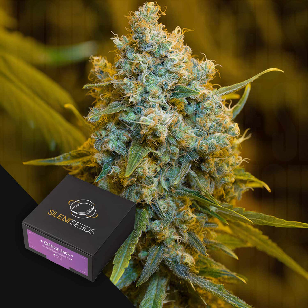 Silent Seeds - Critical Jack