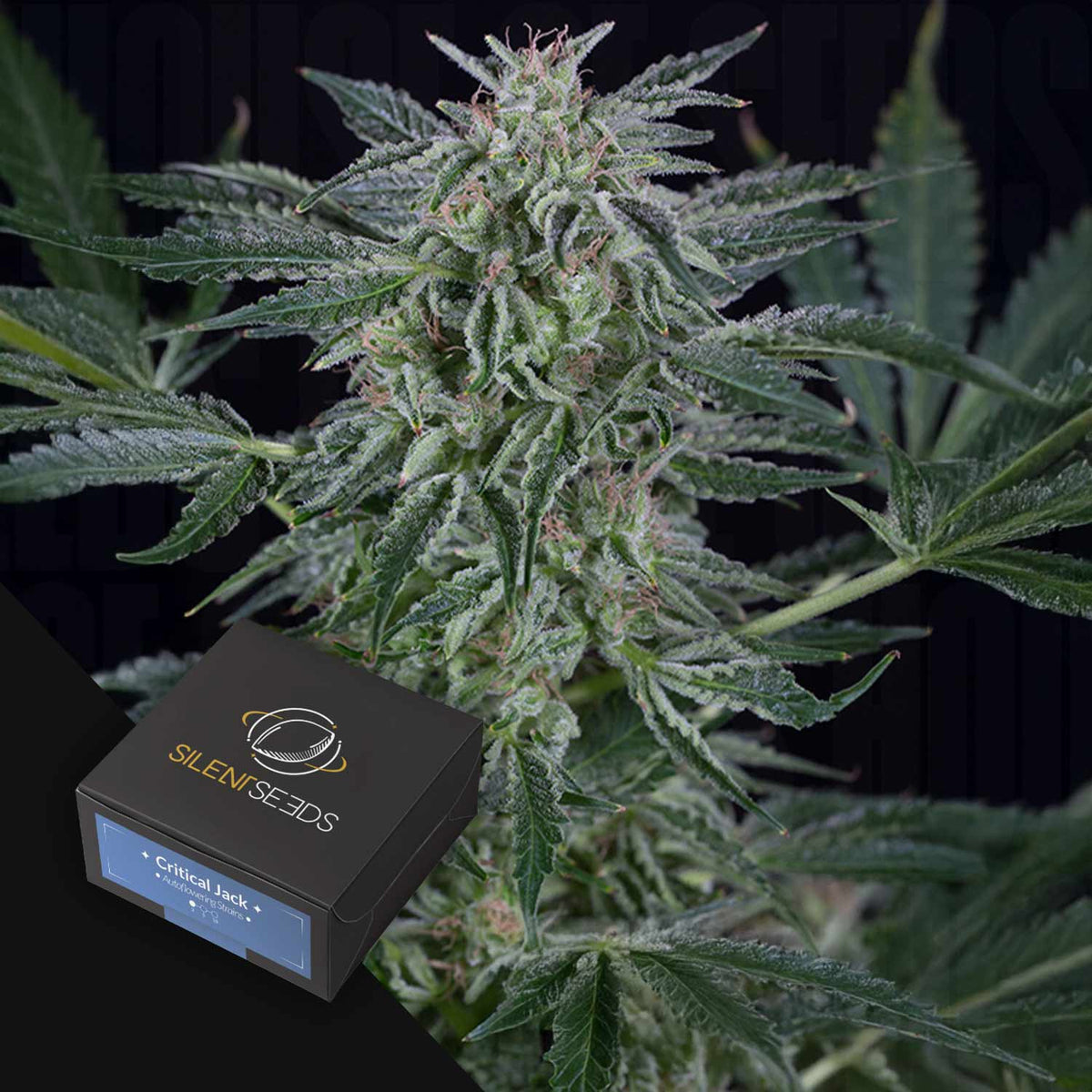 Silent Seeds - Critical Jack AUTO