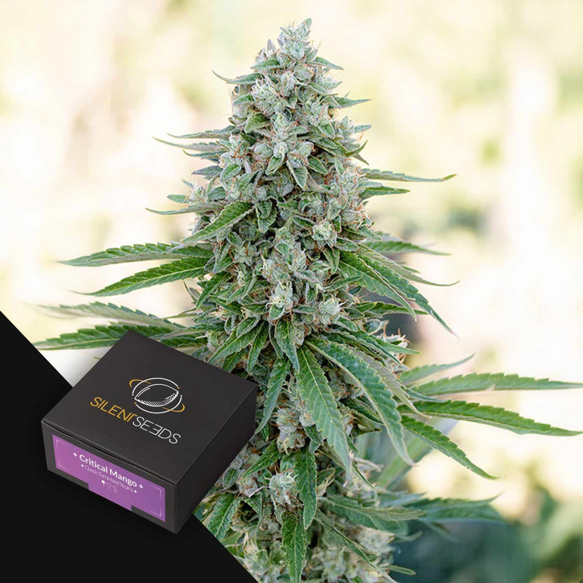 Silent Seeds - Critical Mango