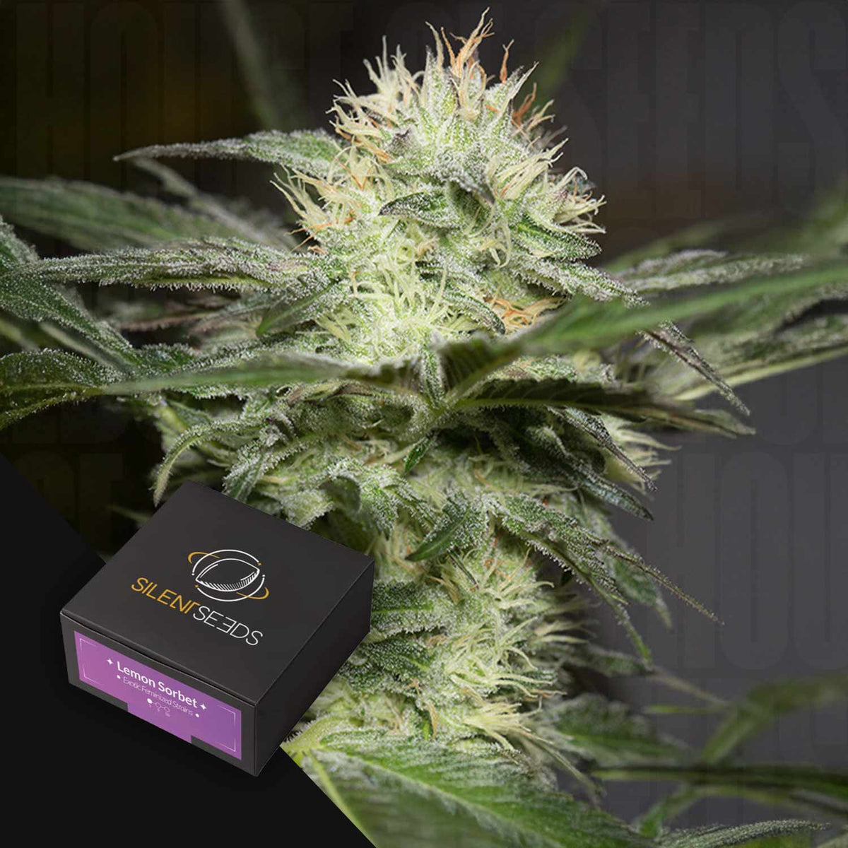 Silent Seeds - Lemon Sorbet