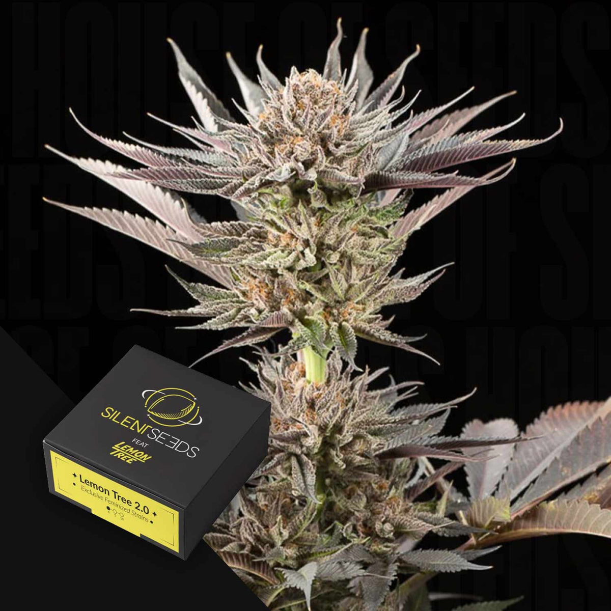 Silent Seeds - Lemon Tree 2.0