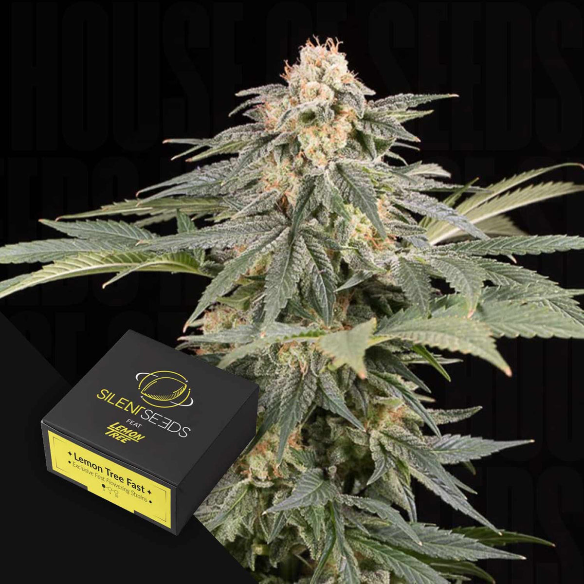 Silent Seeds - Lemon Tree FAST