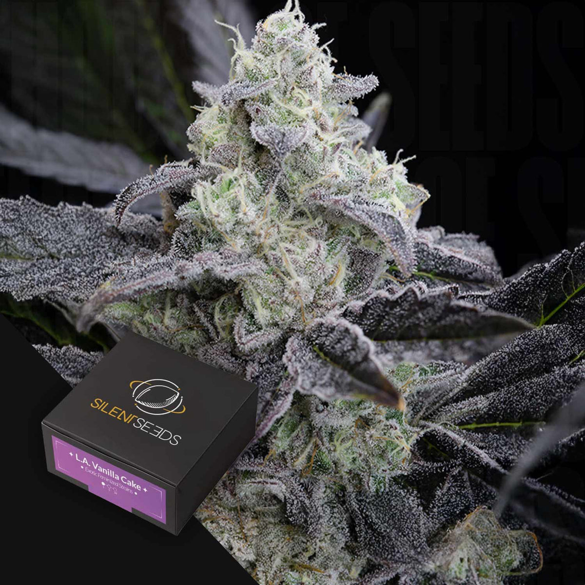 Silent Seeds - L.A Vanilla Cake