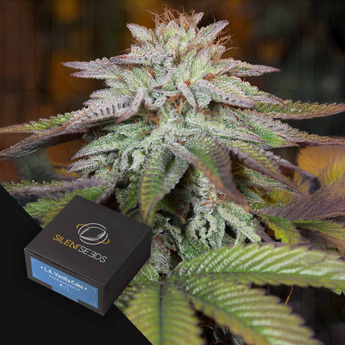 Silent Seeds - L.A Vanilla Cake AUTO
