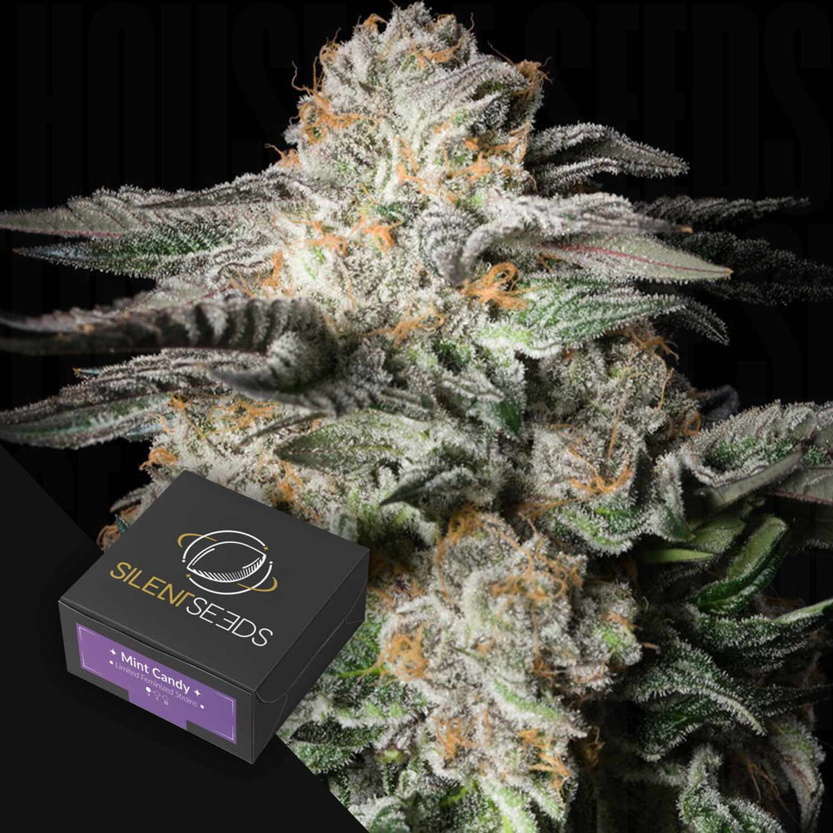 Silent Seeds - Mint Candy