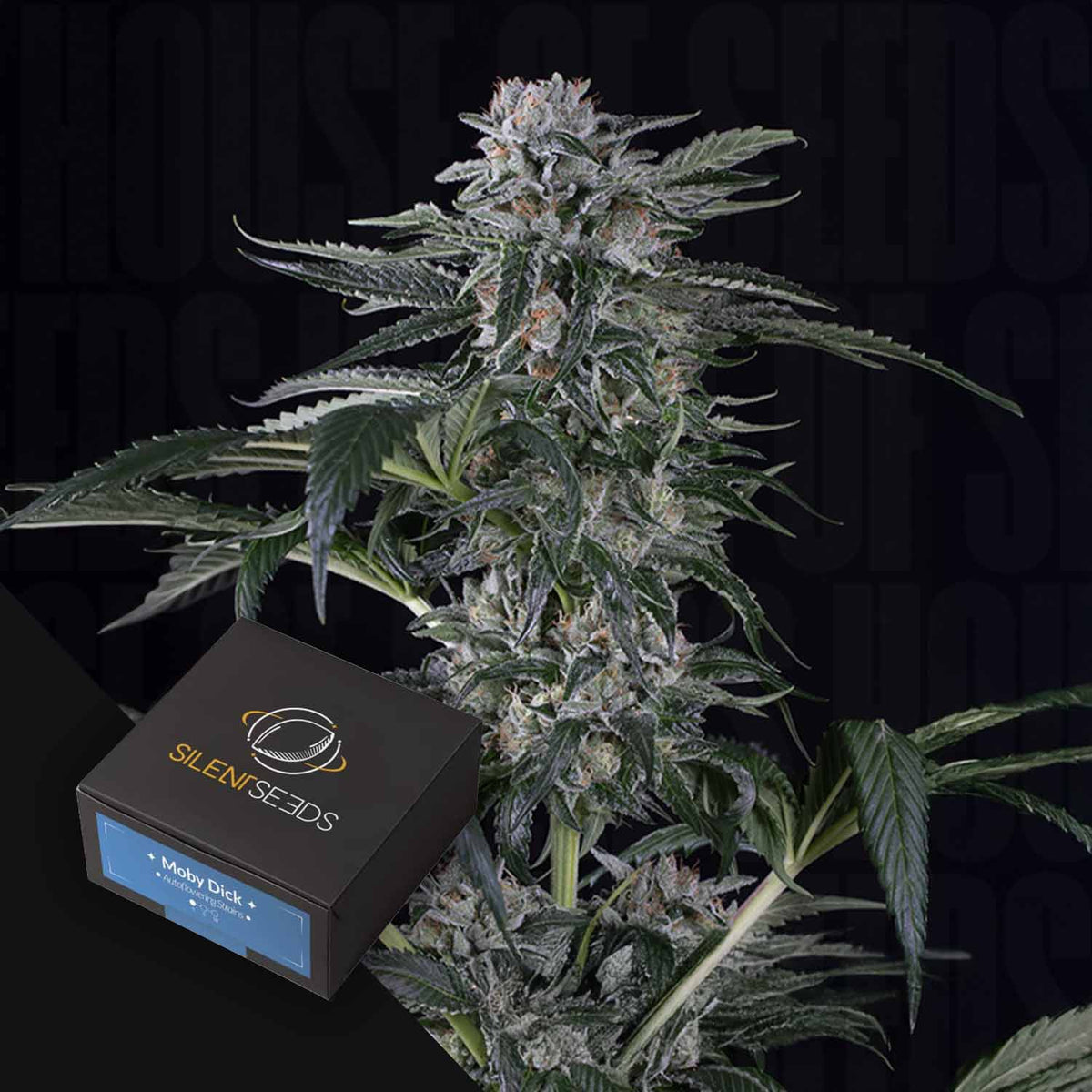 Silent Seeds - Moby Dick AUTO