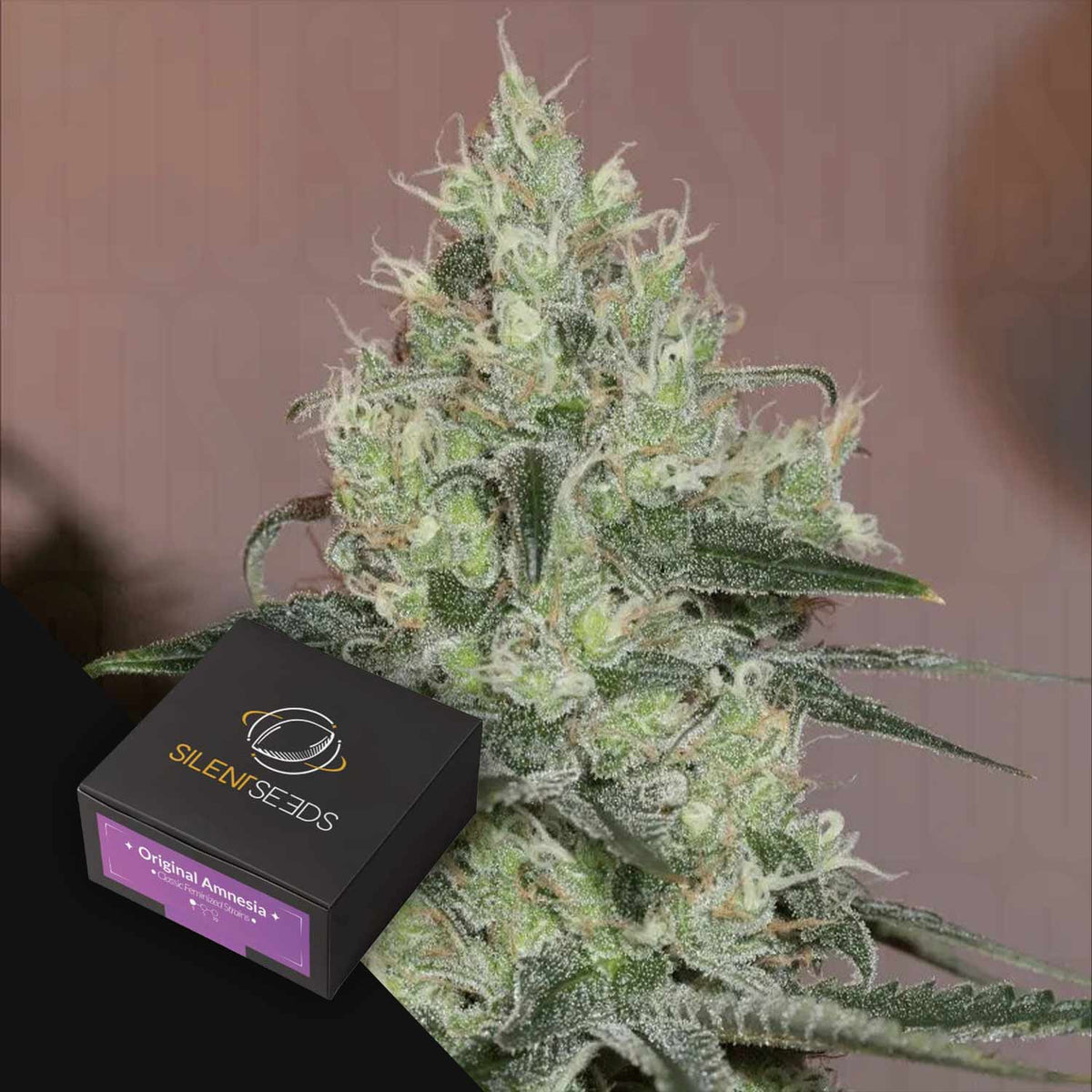 Silent Seeds - Original Amnesia