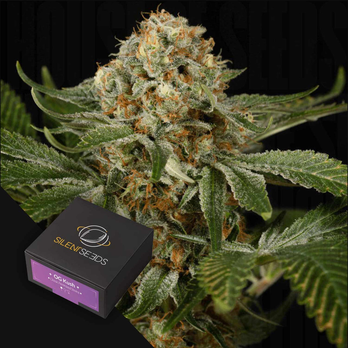 Silent Seeds - OG Kush