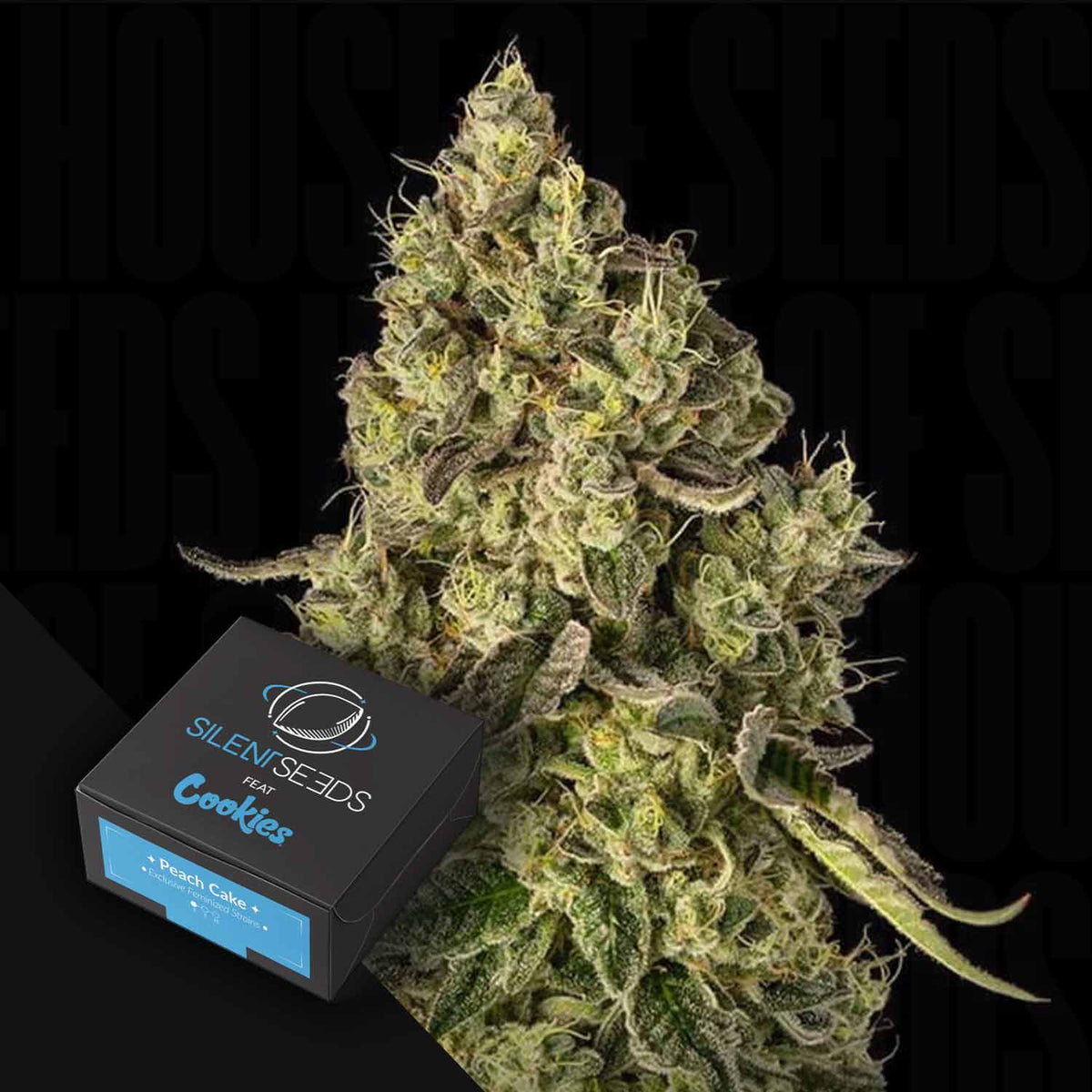 Silent Seeds - Peach Cake