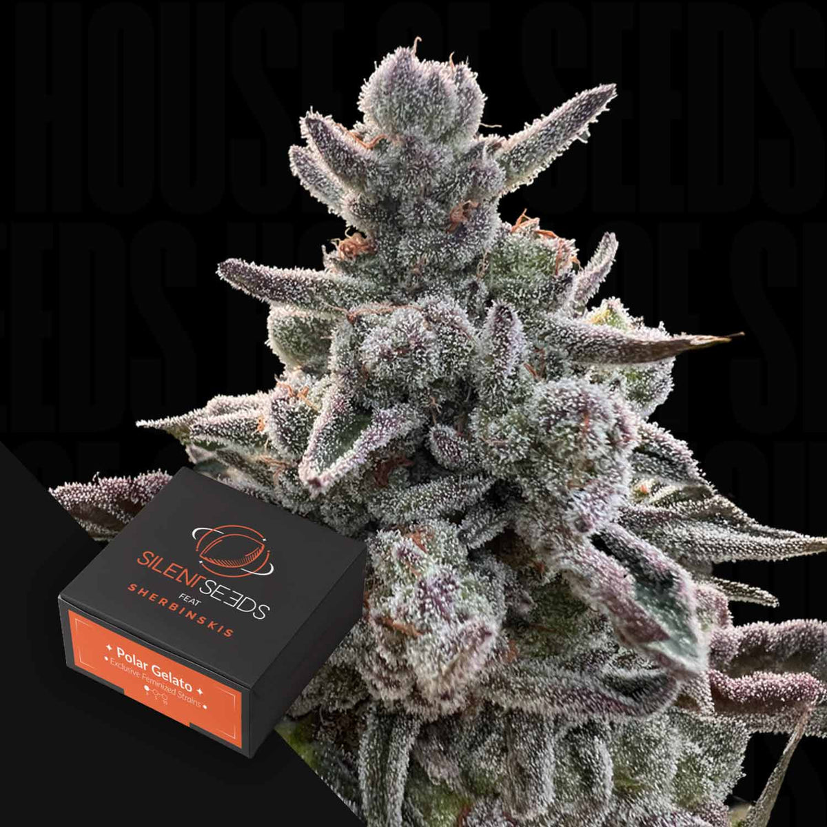 Silent Seeds - Polar Gelato