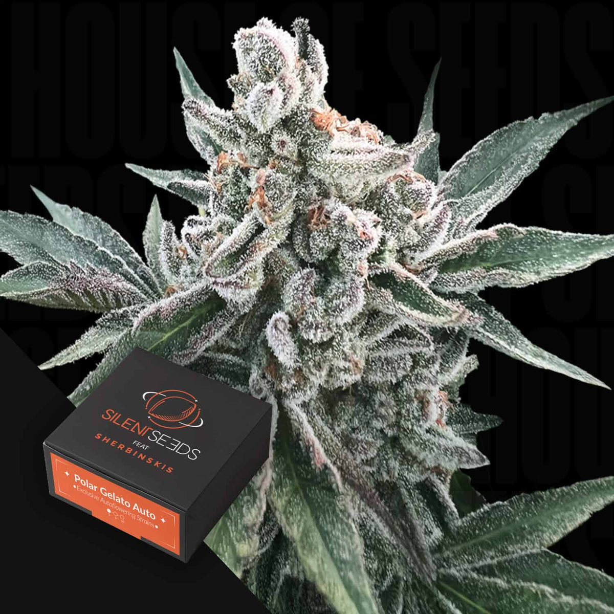 Silent Seeds - Polar Gelato AUTO