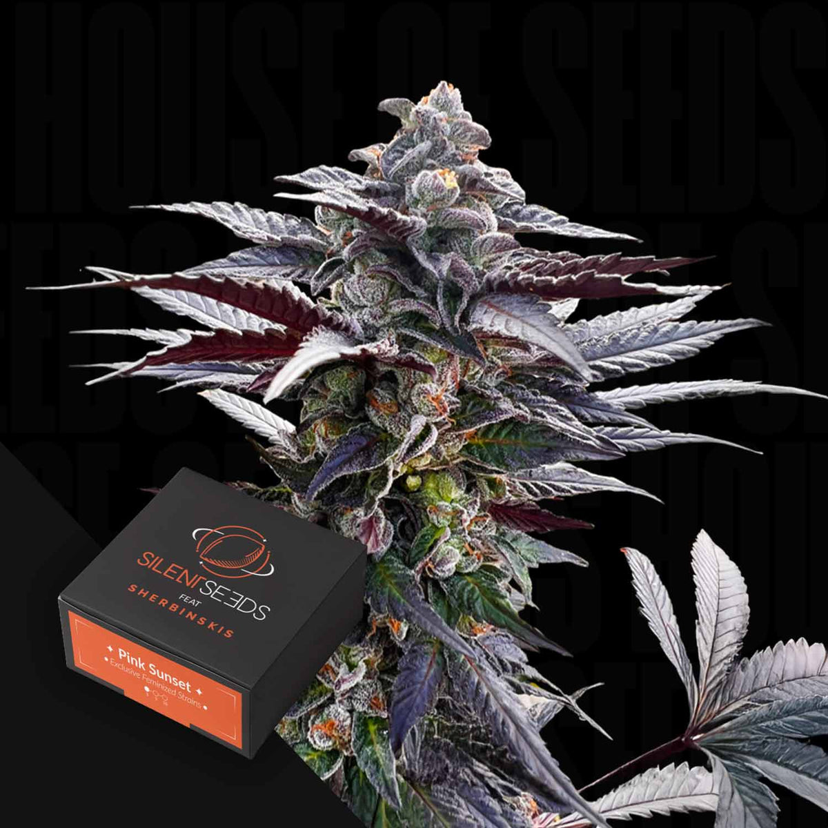 Silent Seeds - Pink Sunset AUTO