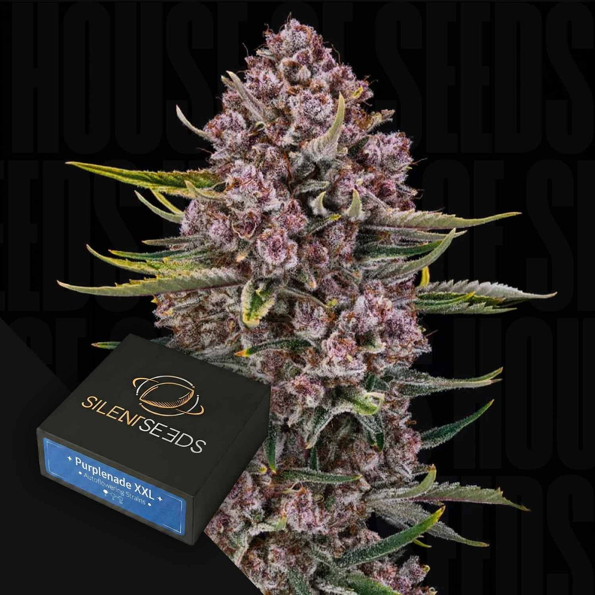 Silent Seeds - Purplenade XXL Auto