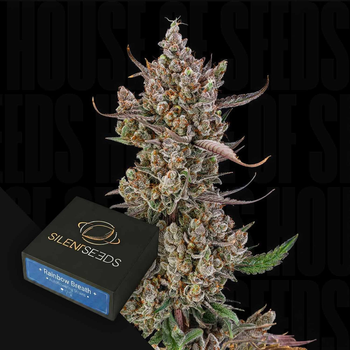 Silent Seeds - Rainbow Breath Auto