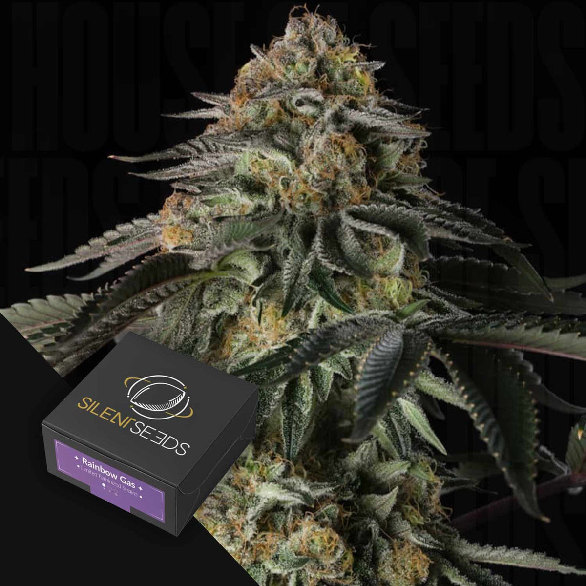Silent Seeds - Rainbow Gas