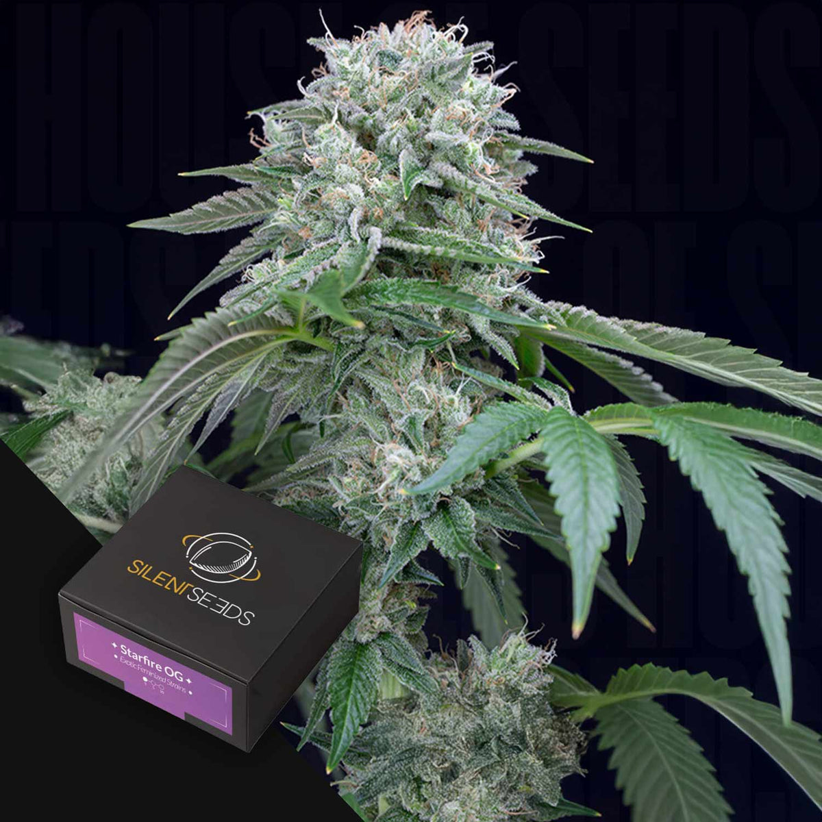 Silent Seeds - Starfire OG