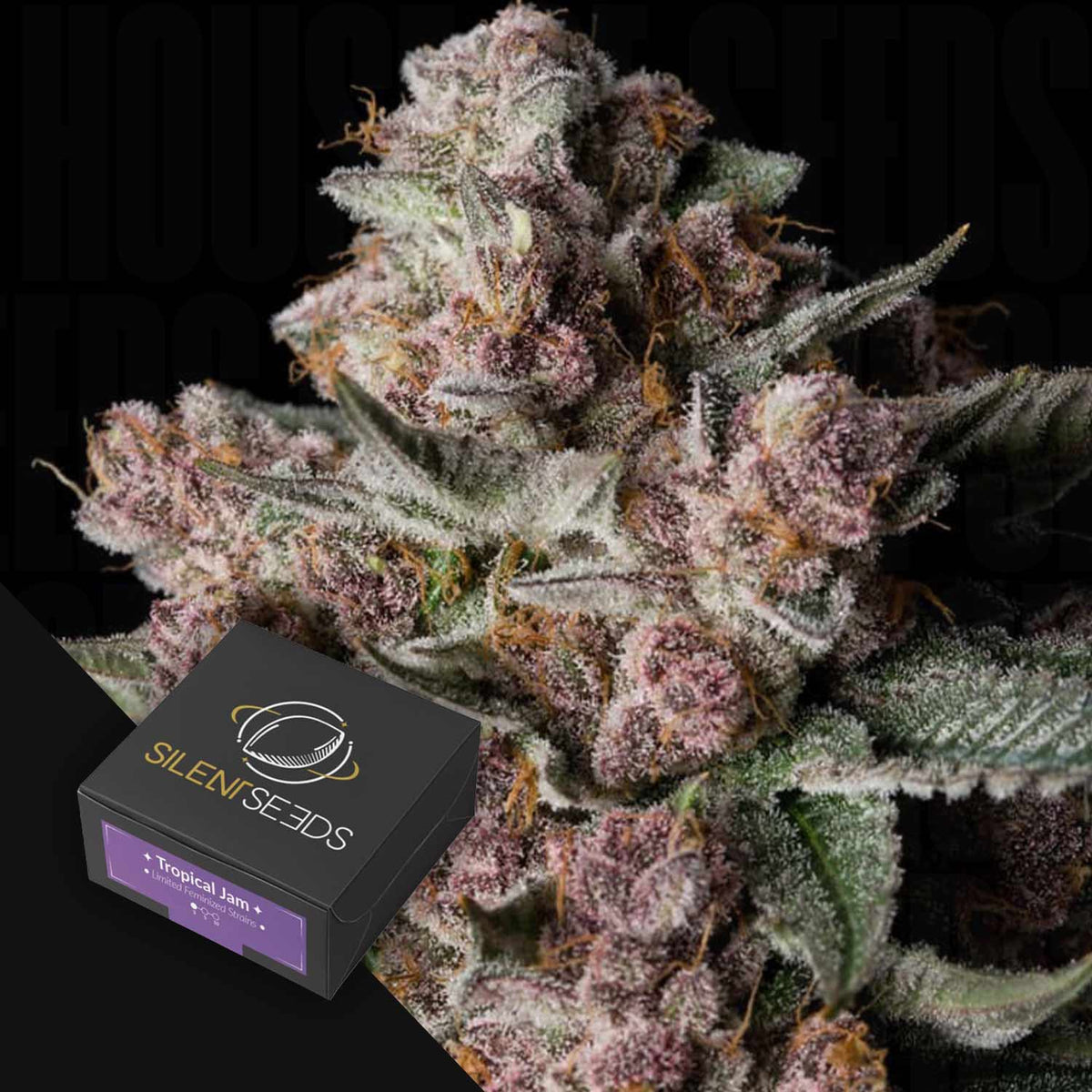 Silent Seeds - Tropical Jam