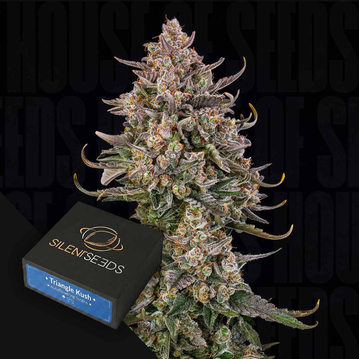 Silent Seeds - Triangle Kush Auto