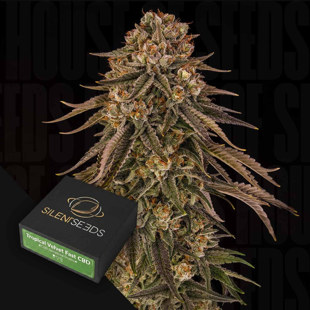 Silent Seeds - Tropical Velvet Fast CBD