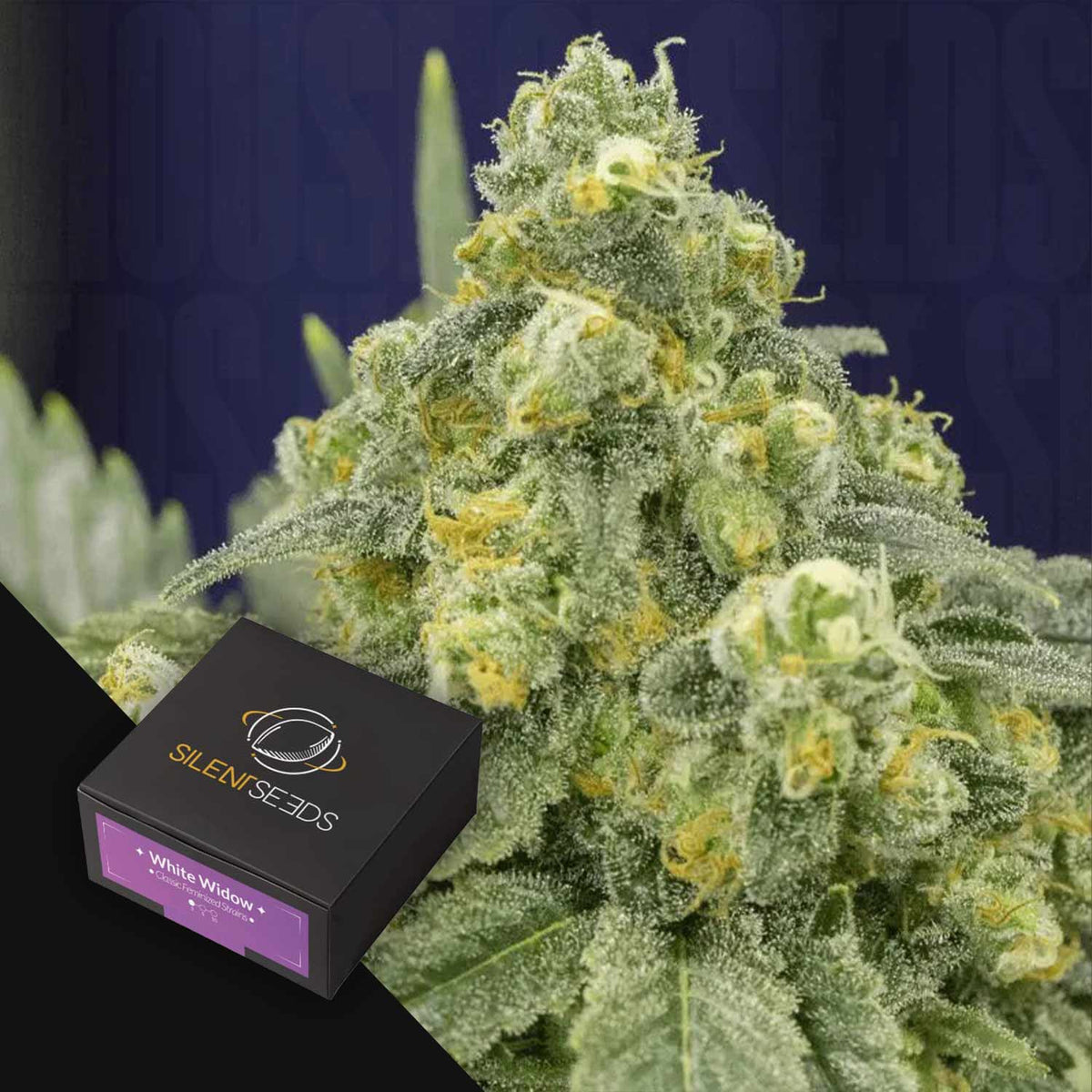 Silent Seeds - White Widow