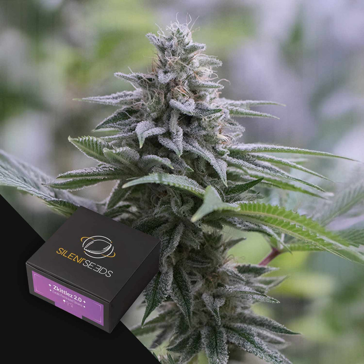 Silent Seeds - Zkittlez 2.0