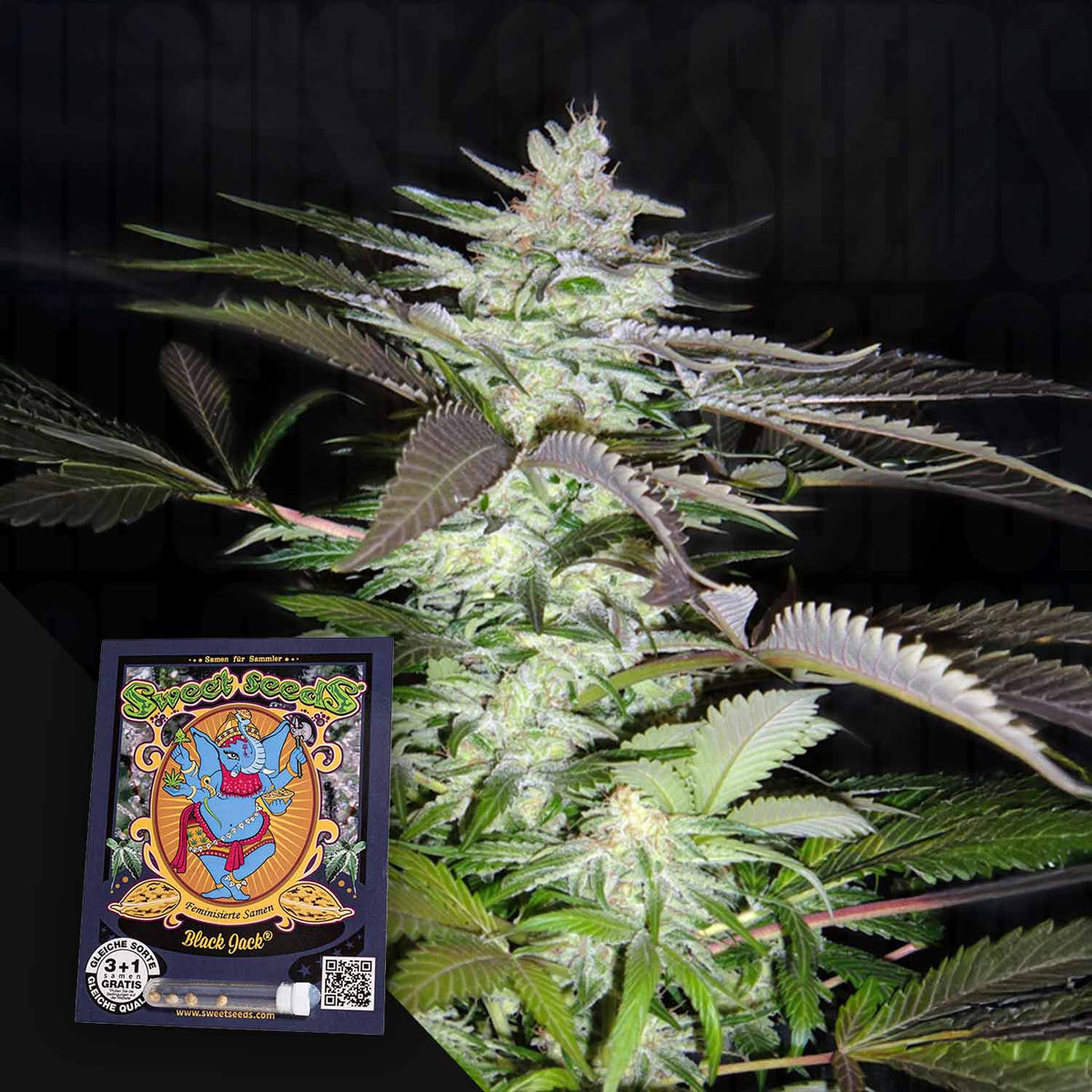 Sweet Seeds - Black Jack