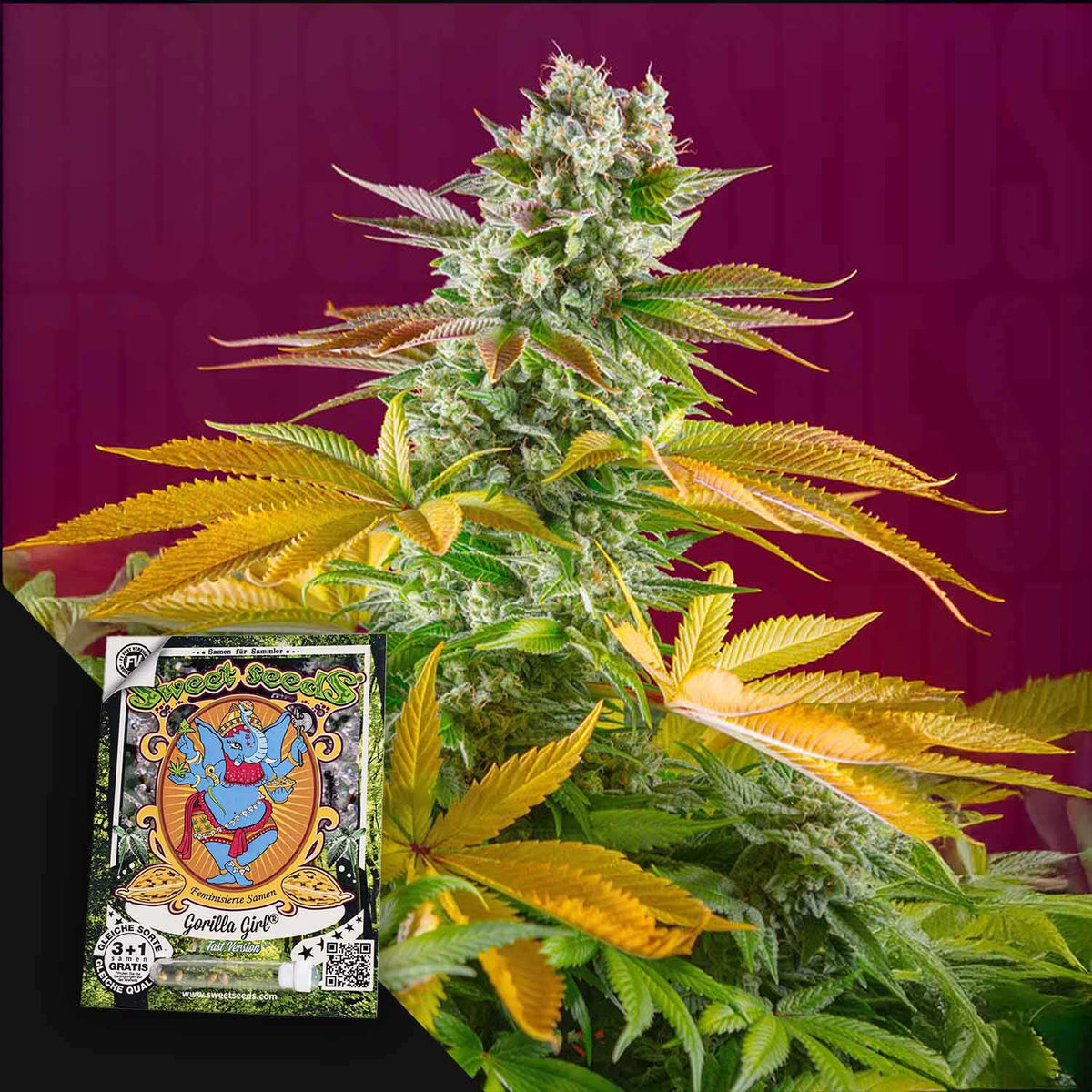 Sweet Seeds - Gorilla Girl F1 FAST