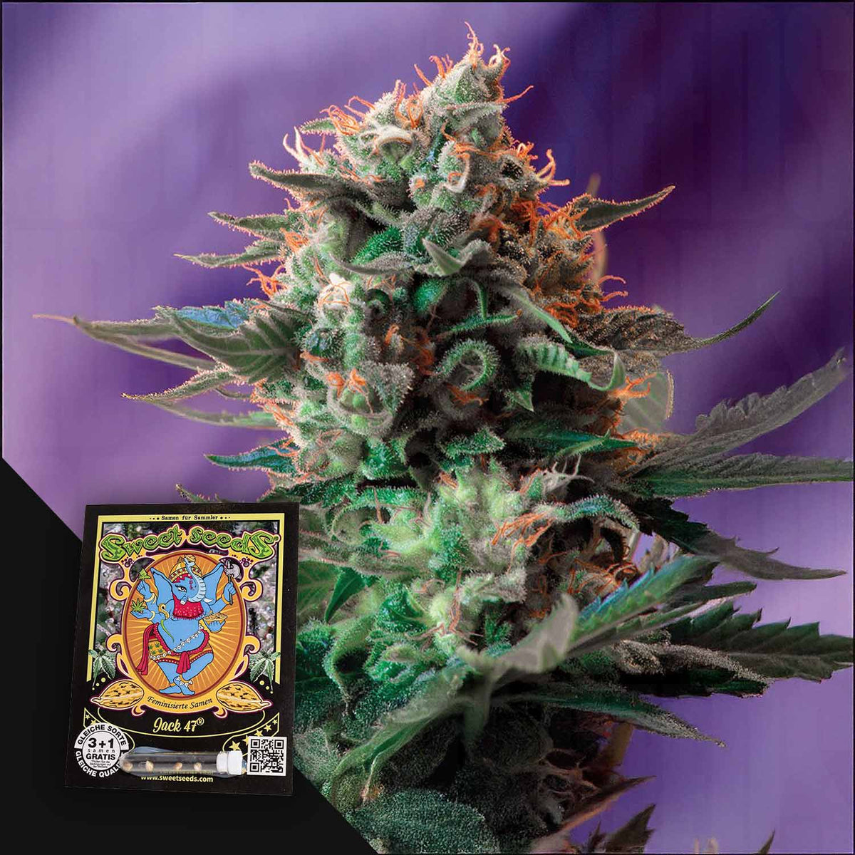 Sweet Seeds - Jack 47