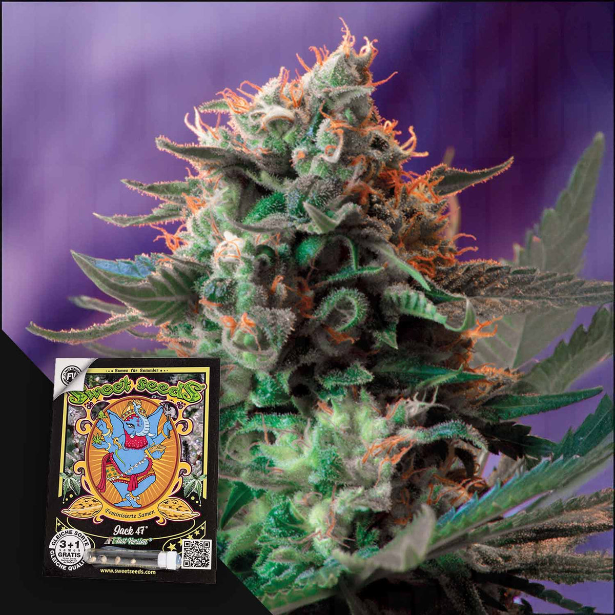 Sweet Seeds - Jack 47 F1