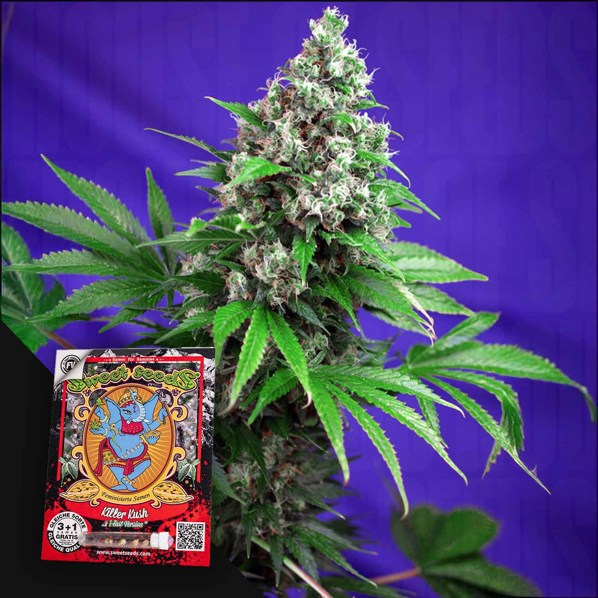 Sweet Seeds - Killer Kush F1