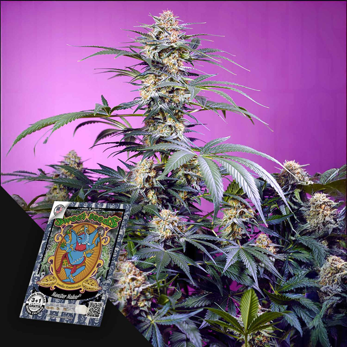 Sweet Seeds - Monster Maker