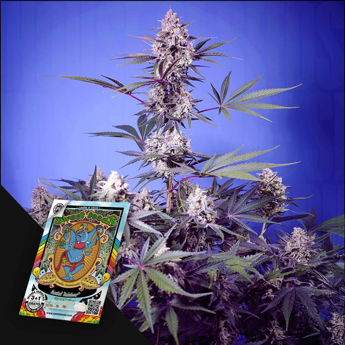 Sweet Seeds - Mental Rainbow F1