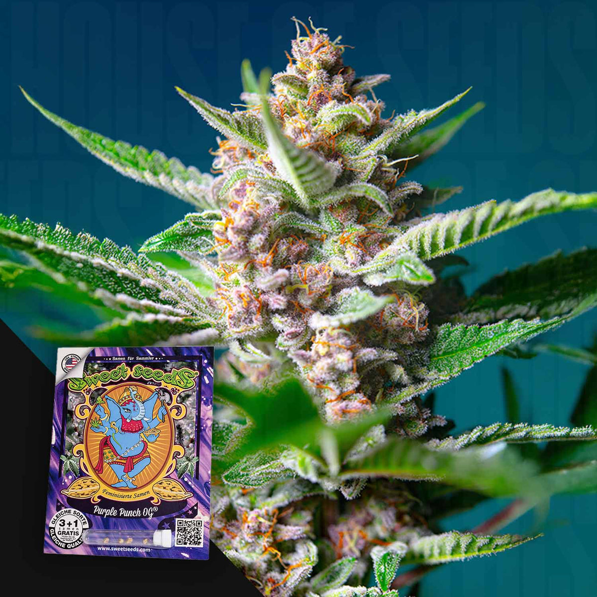 Sweet Seeds - Purple Punch OG