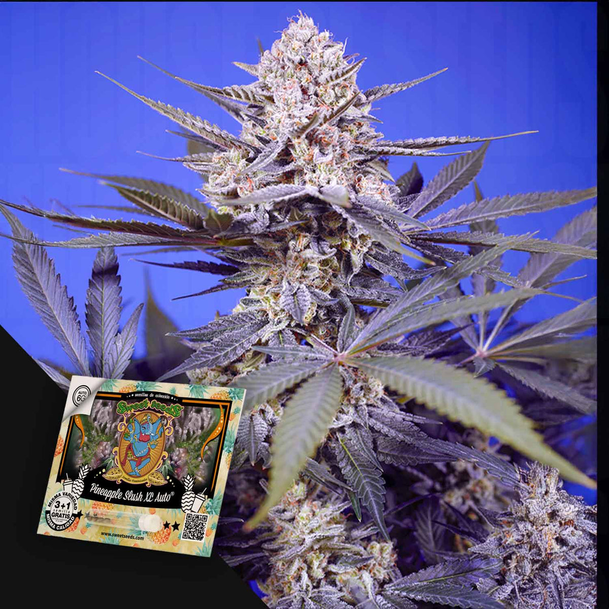 Sweet Seeds - Pineapple Slush XL Auto