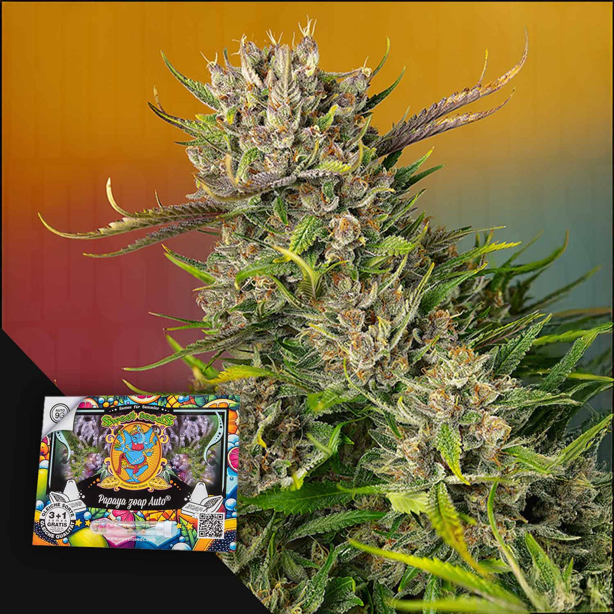 Sweet Seeds - Papaya Zoap Auto