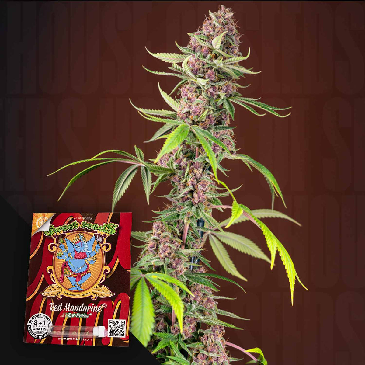 Sweet Seeds - Red Mandarine F1