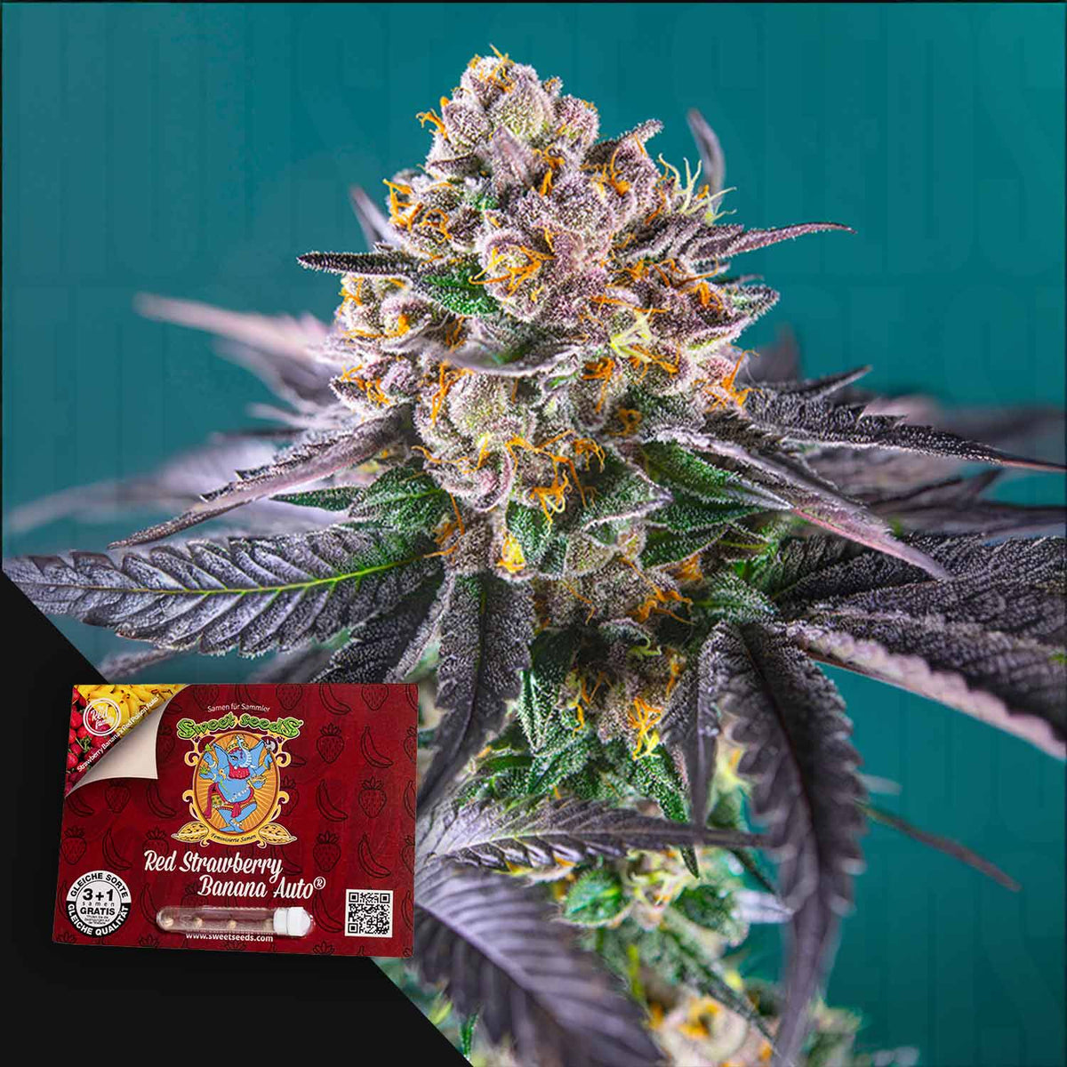 Sweet Seeds - Red Strawberry Banana Auto