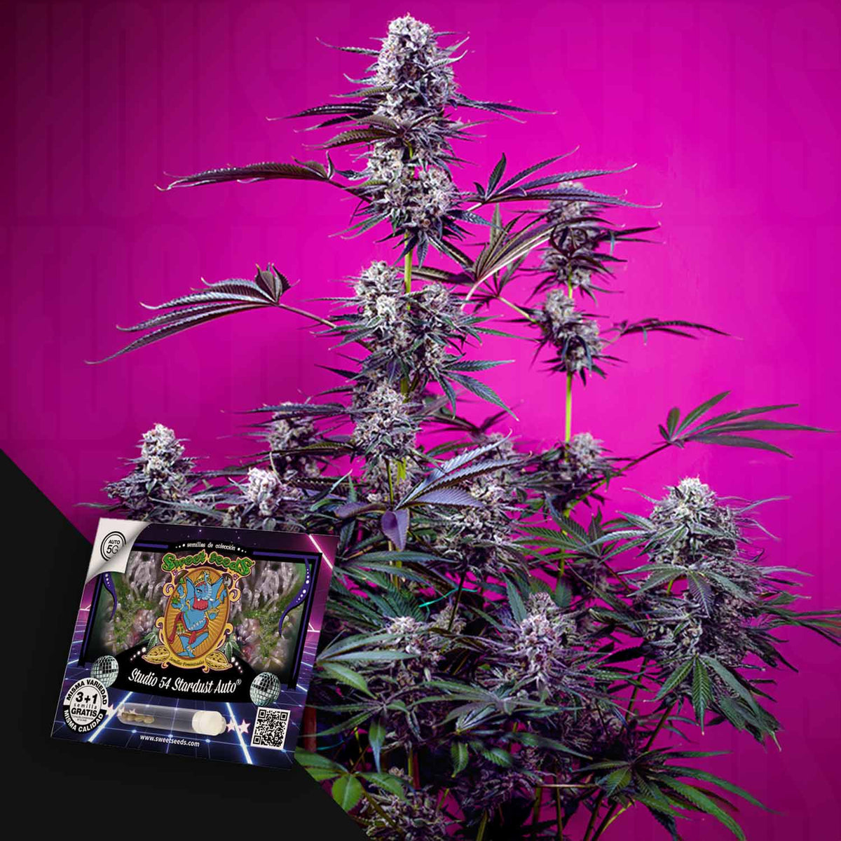 Sweet Seeds - Studio 54 Stardust Auto