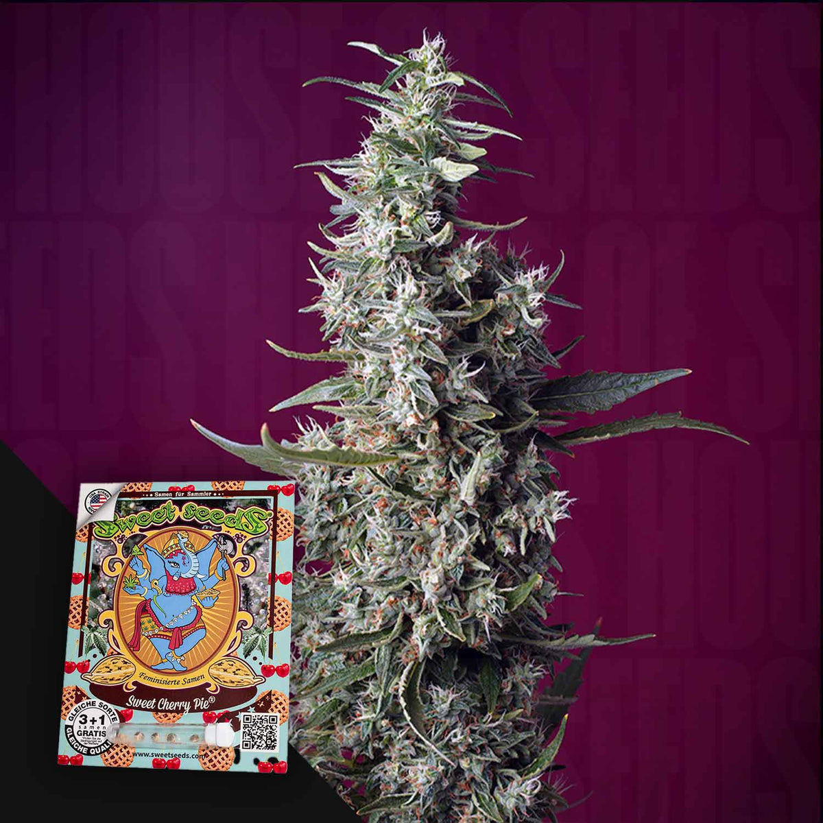 Sweet Seeds - Sweet Cherry Pie