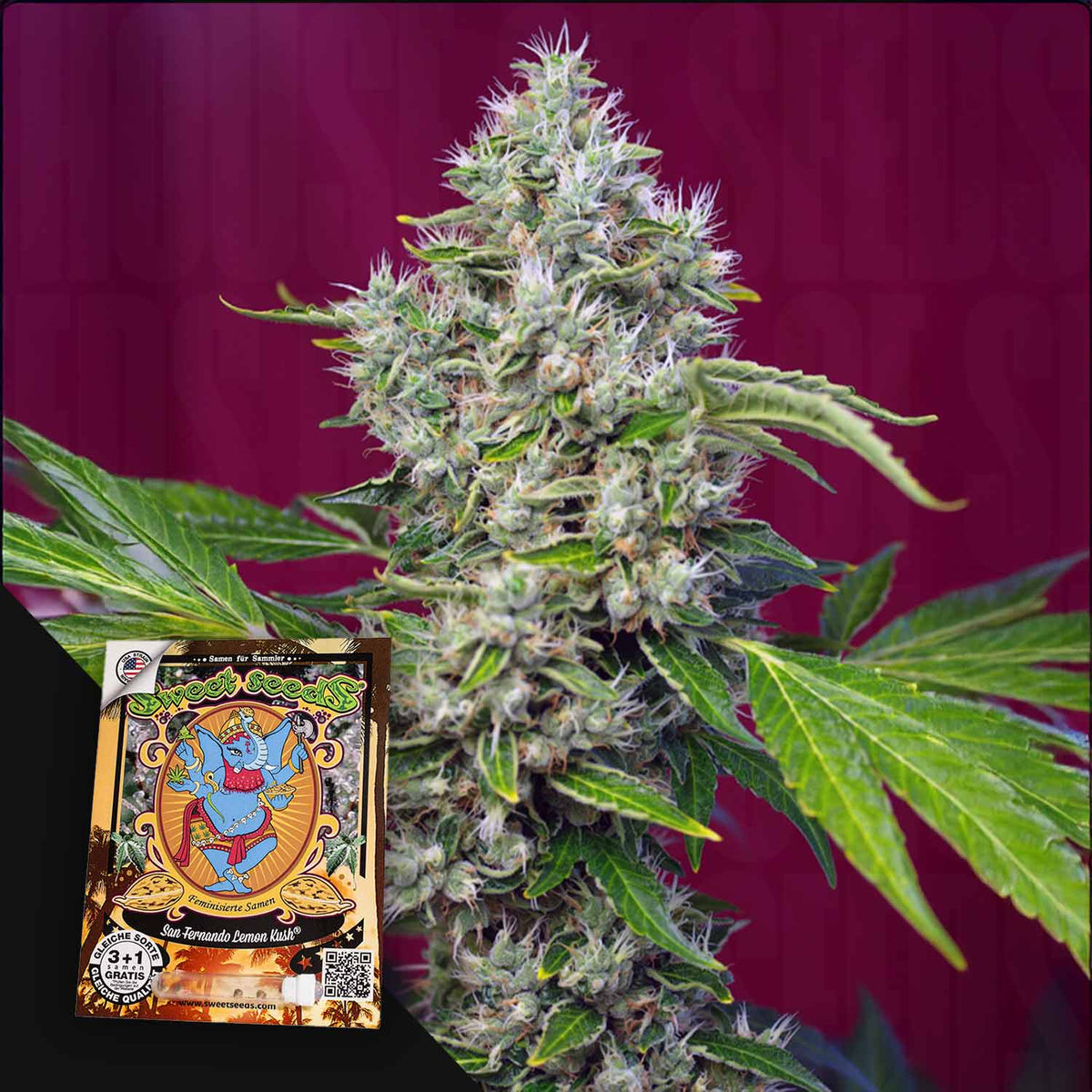 Sweet Seeds - San Fernando Lemon Kush