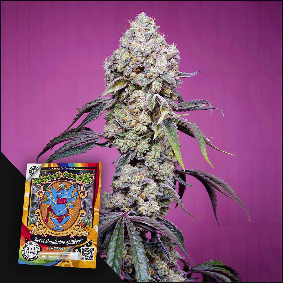 Sweet Seeds - Sweet Mandarine Z F1