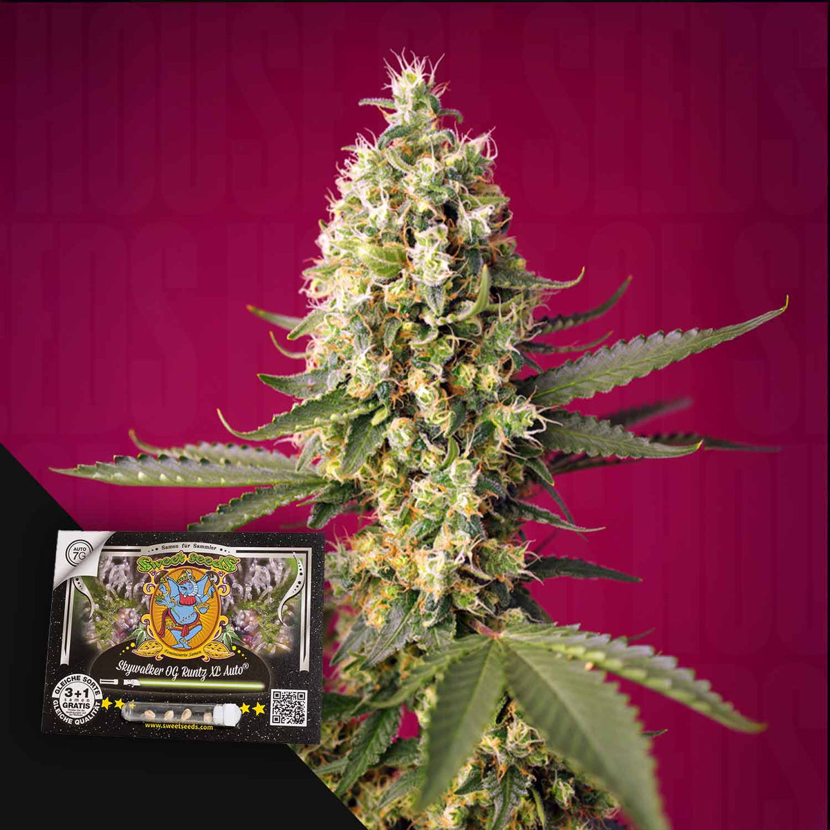 Sweet Seeds - Skywalker OG Runtz XL Auto